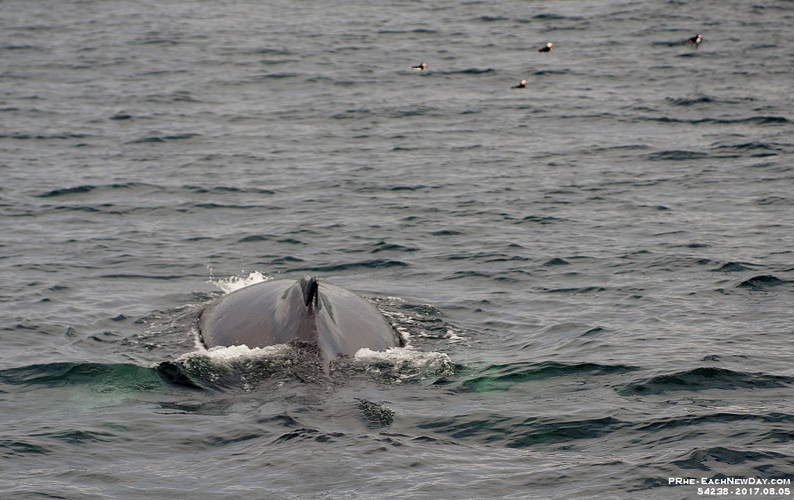 54238CrLeUsm - Gatherall's Puffin - Whale Watch - Bay Bulls